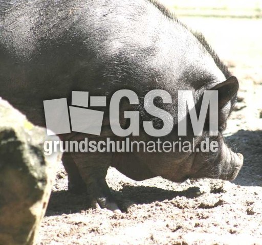 Göttinger-Minischwein-2.jpg